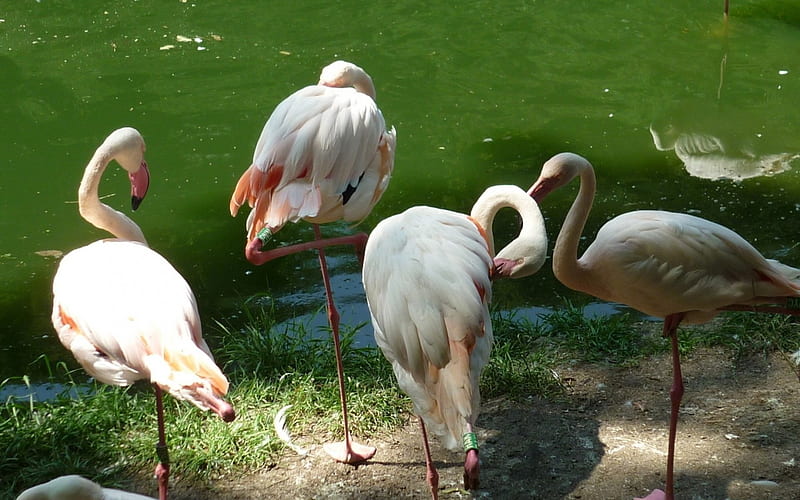 *** Flamingos ***, biale, zwierzeta, flamingi, ptaki, HD wallpaper