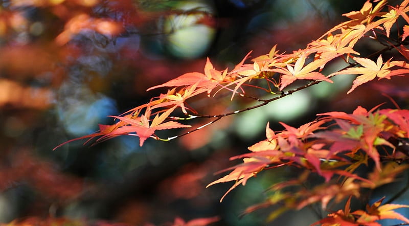 Japanese maple leaves fall, fall, autumn, leaves, japanese maple, nature, trees, leaf, HD wallpaper