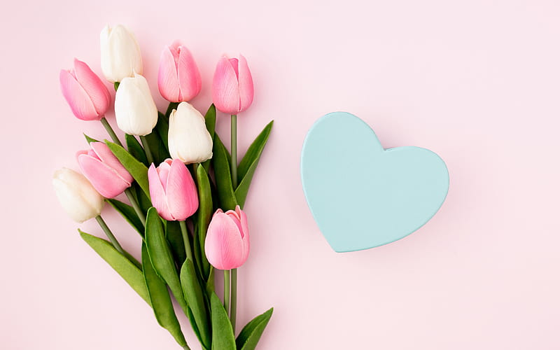 bouquet of tulips, pink tulips, postcard, spring flowers, tulips on a pink background, white tulips, HD wallpaper