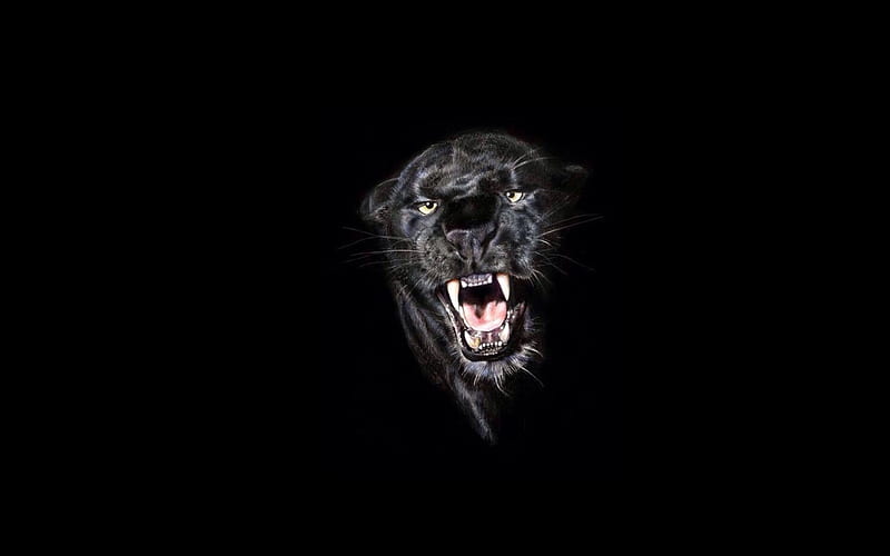 Black panther, predator, panther on a black background, wild animals, wild  cats, HD wallpaper | Peakpx