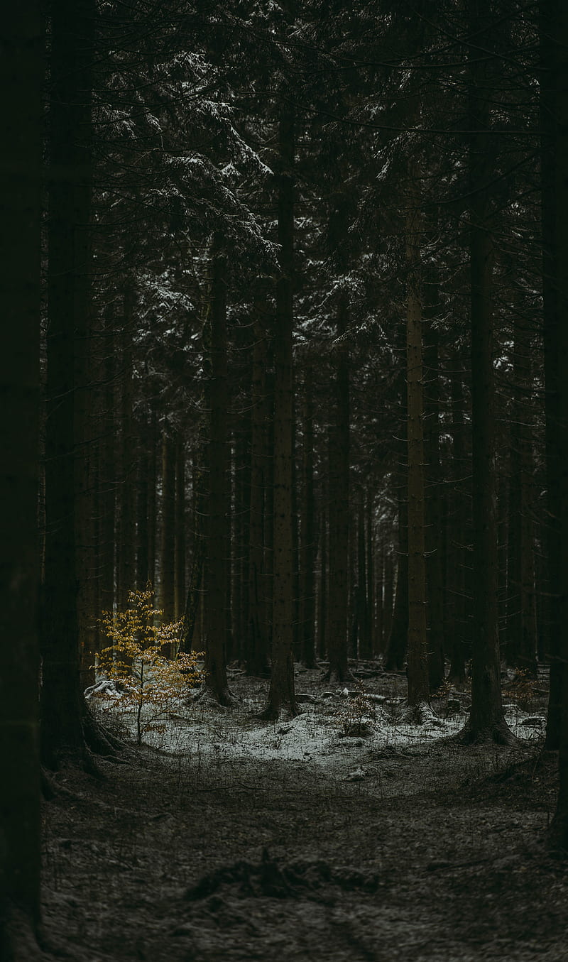 forest, dark, conifer, trees, winter, HD phone wallpaper