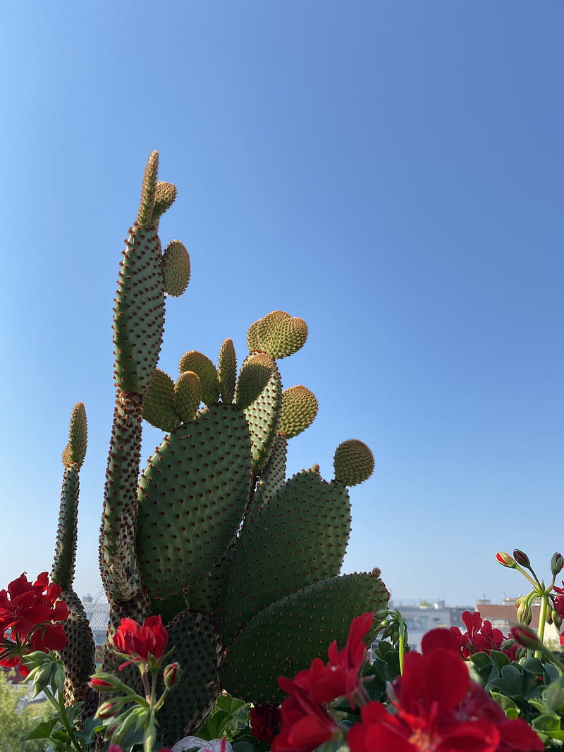 cactus, flowers, plant, thorns, HD phone wallpaper