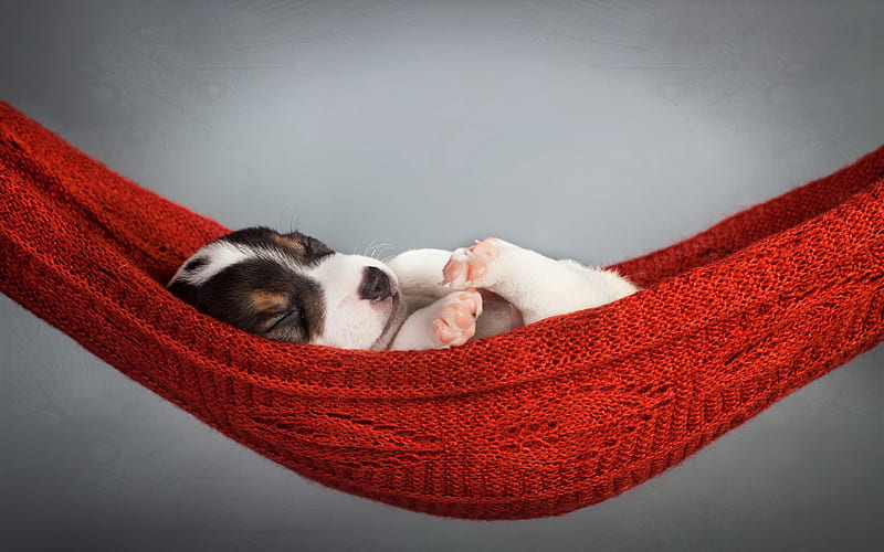 Beagle, puppy, cute dog, pets, sleeping dog, hammock, dogs, cute animals, Beagle Dog, HD wallpaper