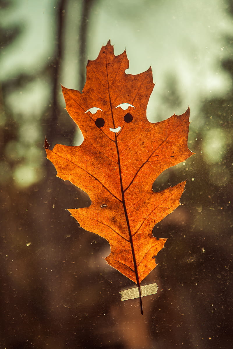 leaf, funny, autumn, smile, HD phone wallpaper