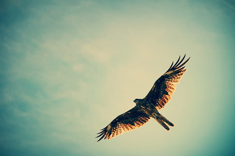 Hawk Symbolism | Hawk Meaning | Hawk Spirit Animal | Hawk Spiritual Meaning