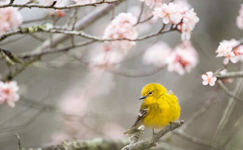 Small Yellow Bird, Springtime Ultra, Animals, Birds, Nature, Bird, Flowers, Branches, Blossom, environment, Springtime, wildlife, fauna, HD wallpaper