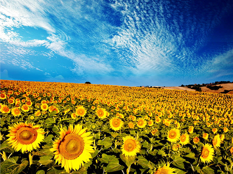 Sunflowers, pretty, sunny, yellow, bonito, clouds, splendor, flowers, beauty, blue, lovely, view, colors, sunflower, sky, sunflowers field, peaceful, nature, field, landscape, HD wallpaper