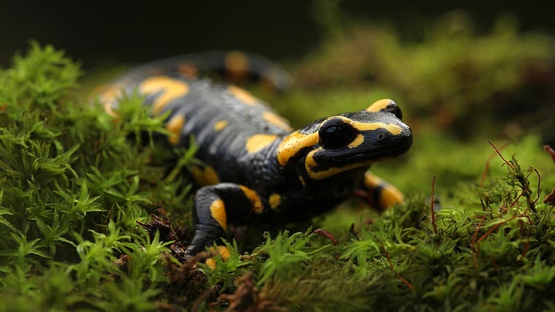 Salamander, herpetology, animals, zoology, freshwater animals, amphibian, HD wallpaper
