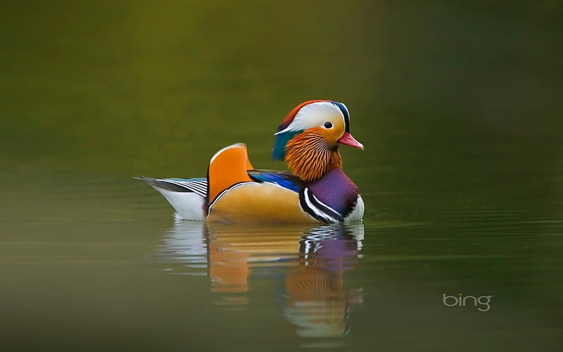 In the lake alone and the mandarin duck mandarin duck pan-wave Bird, HD wallpaper
