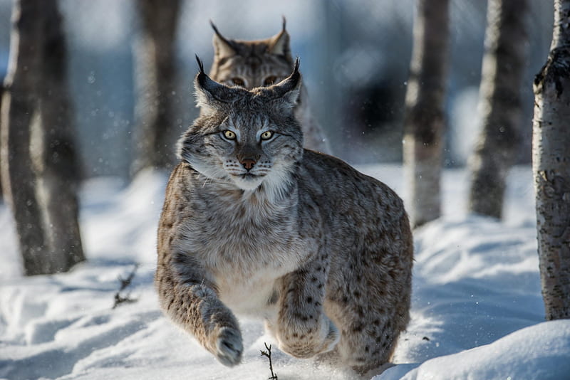 Lynx running, forest, cat, iarna, animal, winter, wild, running, lynx, pisica, HD wallpaper