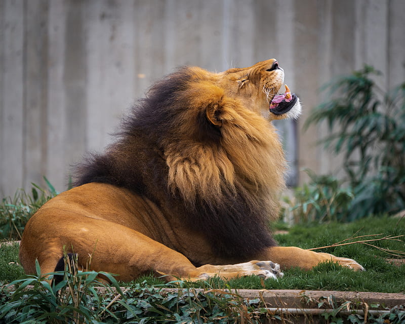 lion, grin, predator, big cat, animal, HD wallpaper