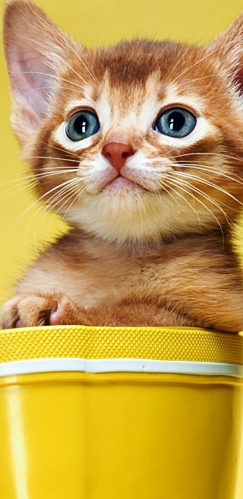 Cute Kitten Bucket, adorable, calm, cat, cats, funny, kittens, kitty,  yellow, HD phone wallpaper | Peakpx