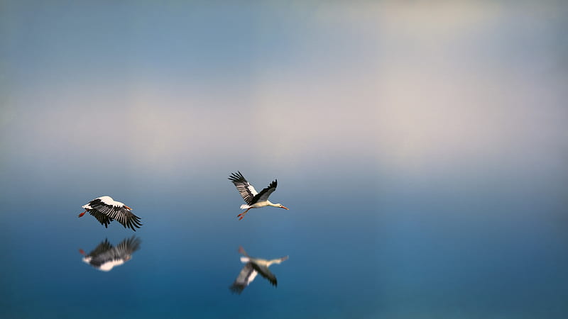 Storks, water, wings, bird, pasari, stork, johannes plenio, white, blue, HD wallpaper