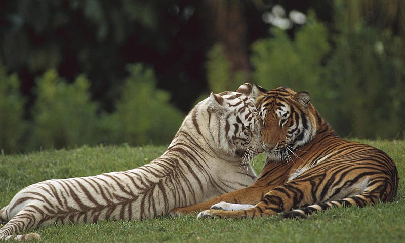 Love cats, bengal, big, wild, love, tiger, white, cats, animals, HD wallpaper