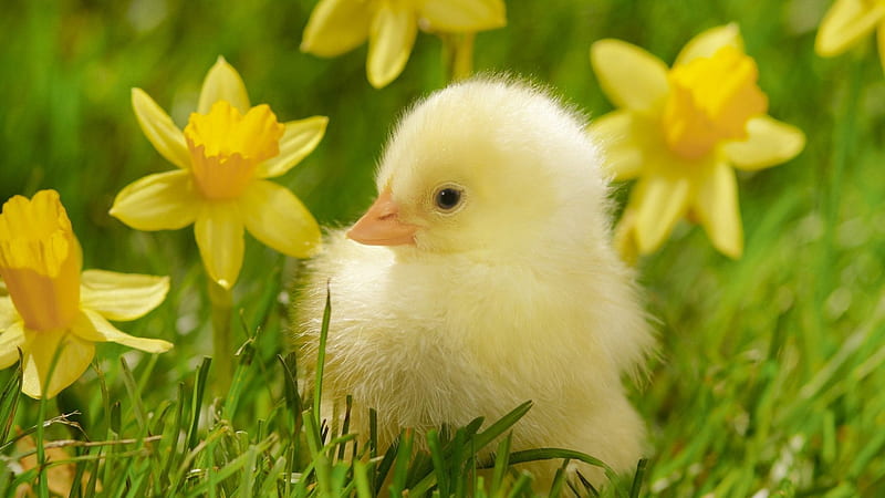 Easter Chicken, petals, daffodils, flowers, blossoms, nature, lawn, HD wallpaper