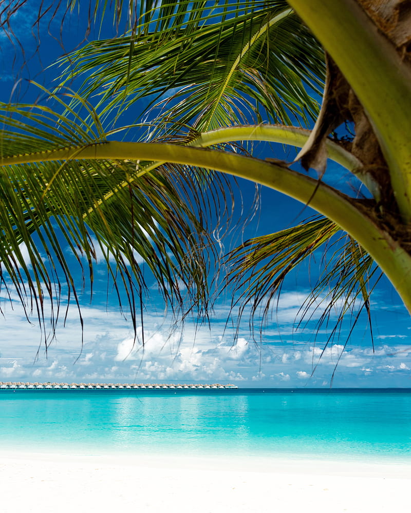 palm, beach, ocean, tropics, coast, HD phone wallpaper
