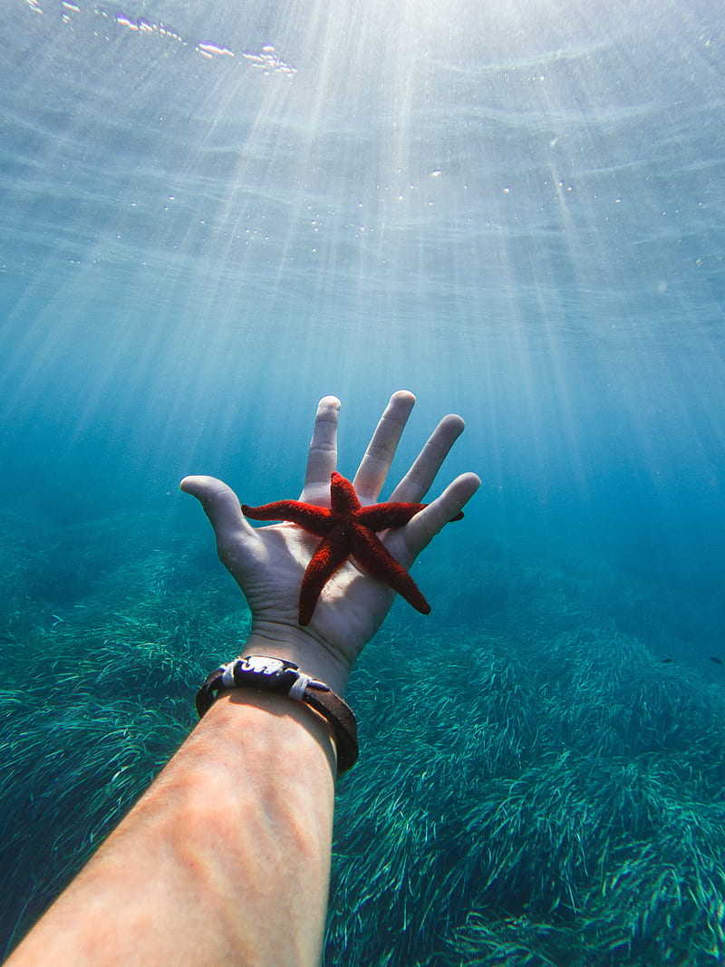 starfish, hand, water, underwater, HD phone wallpaper