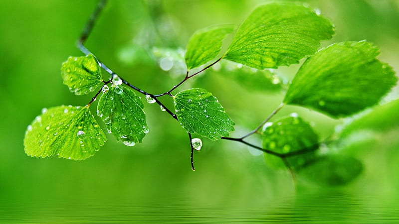 Beautiful Green Leaves With Water Drops Above Body Of Water Nature, HD wallpaper