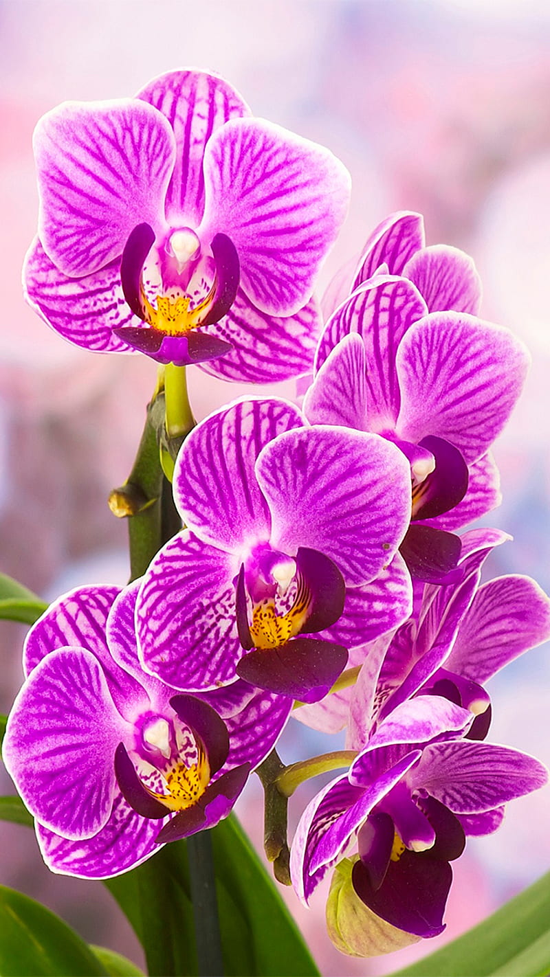 joy orchids, flora, flowers, joy, morning, nature, orchid, purple, violet, HD phone wallpaper