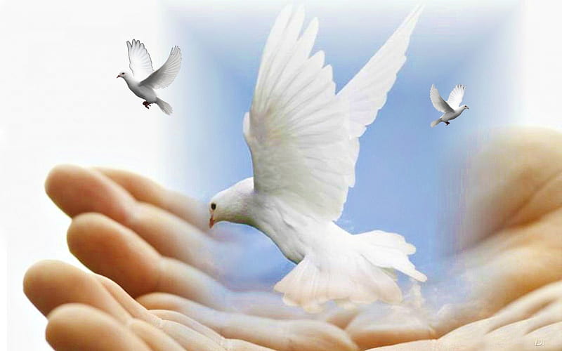 Doves of Peace, beauty, nature, doves, HD wallpaper