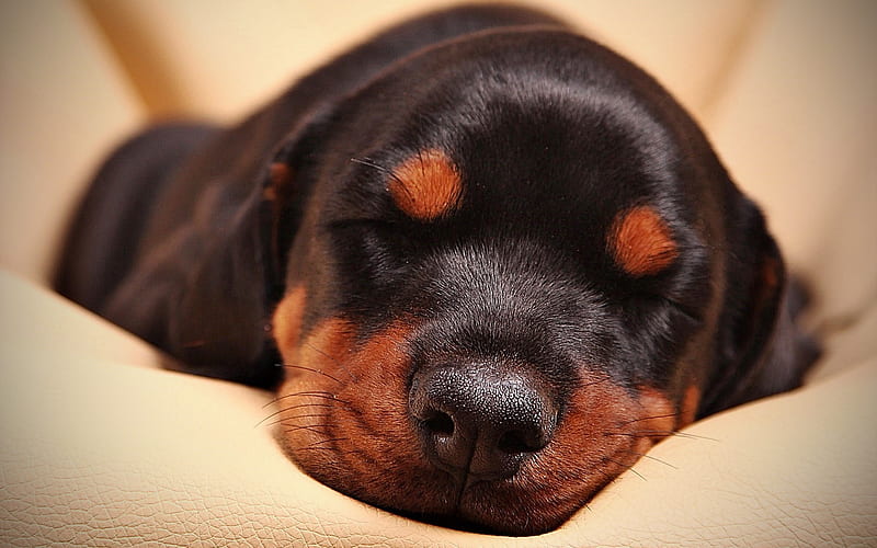 Doberman, puppy, close-up, sleeping dog, pets, cute animals, dogs, Doberman Dog, HD wallpaper
