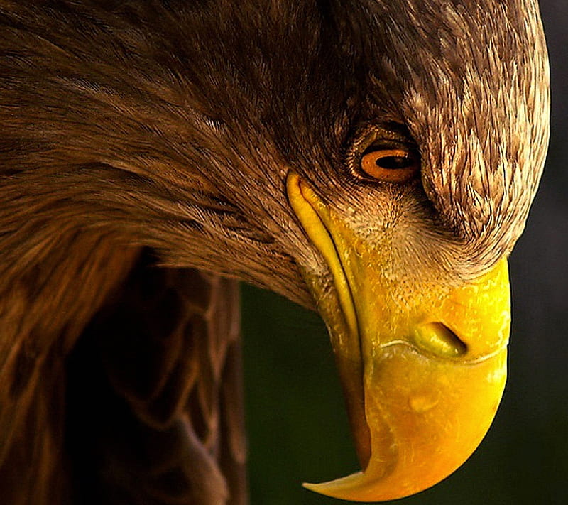Eagle, beak, bird, HD wallpaper