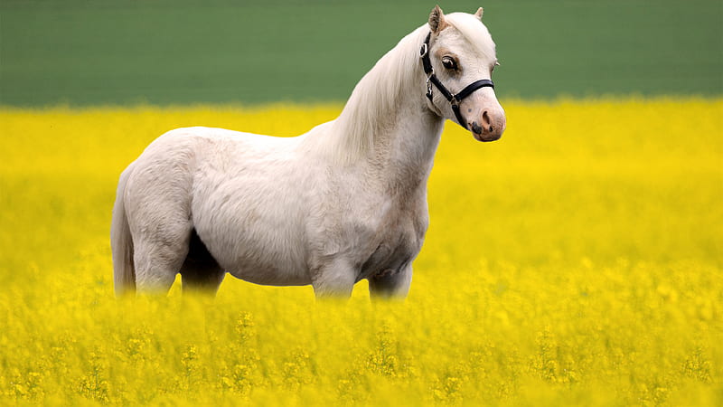 White Horse Is Standing On Yellow Rapeseed Field In Blur Background Animals, HD wallpaper