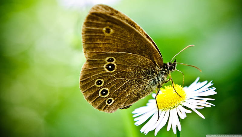 butterfly on a wild daisy, flower, insect, butterfly, daisy, HD wallpaper