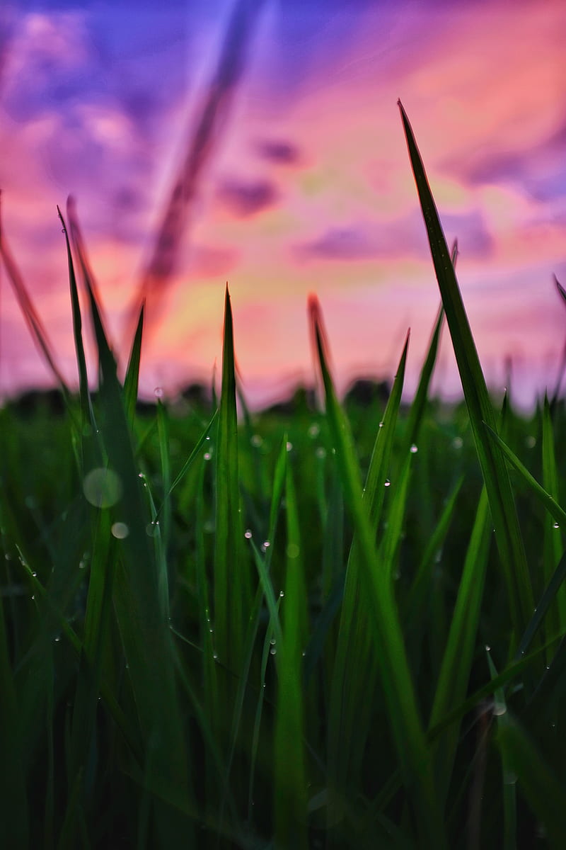Grass, droplets, evening, farmer, farming, green, nature, rice, sunset, water, HD phone wallpaper