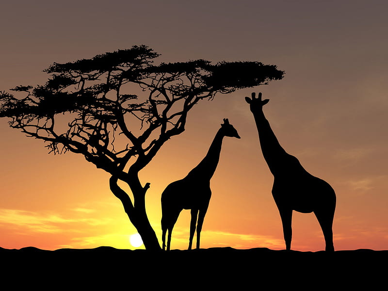 Giraffes at sunset, silohuette, sunset, nature, giraffe, HD wallpaper