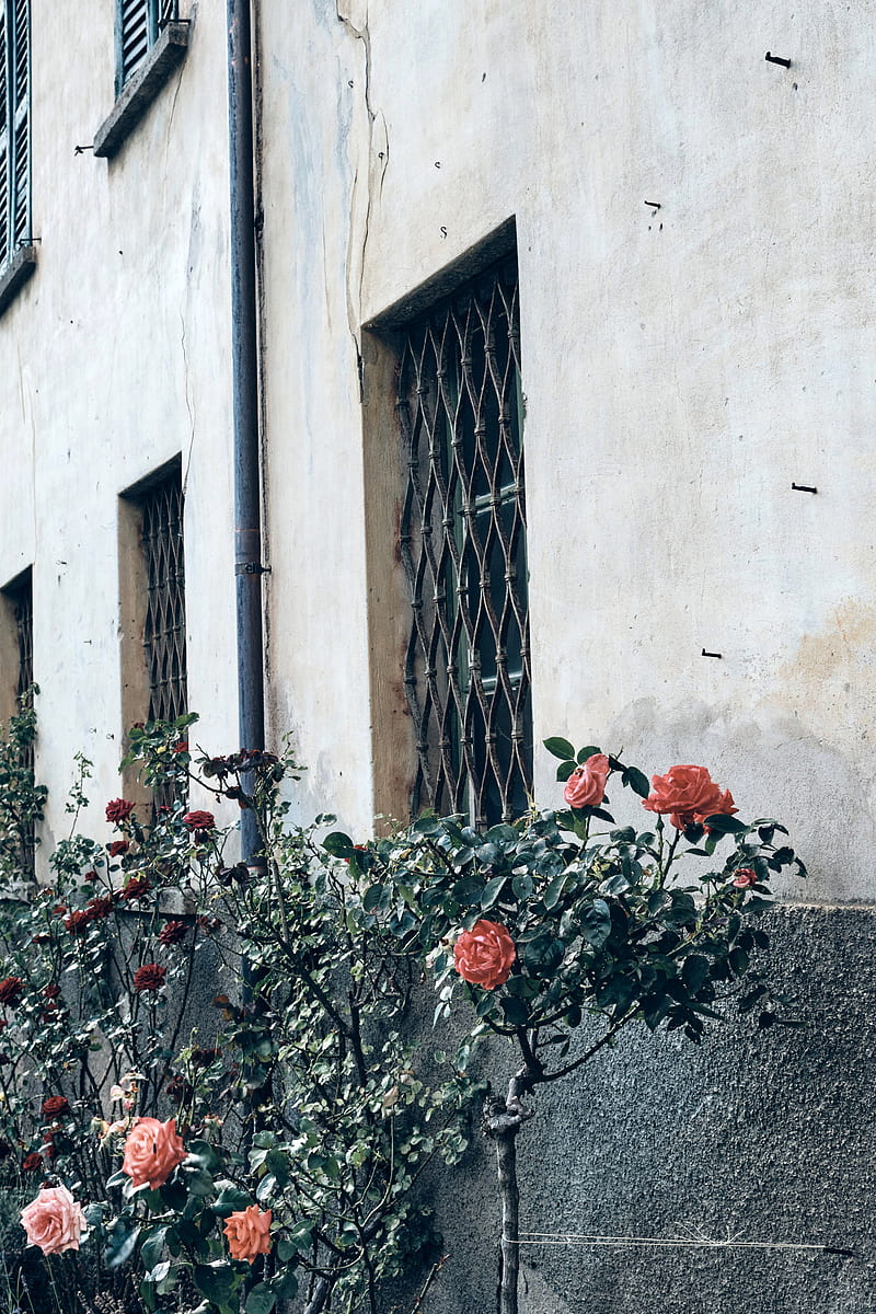 red flowers on gray concrete wall, HD phone wallpaper