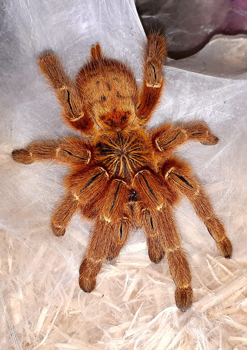 Tarantula male LP, birdeater, brazilian, brown, huge spider,  lasiodoraparahybana, HD phone wallpaper | Peakpx