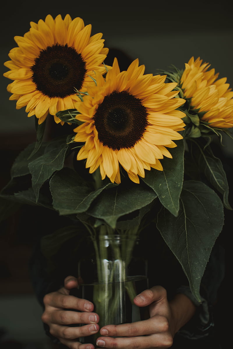 Person Holding Three Common Sunflowers in Vase, HD phone wallpaper