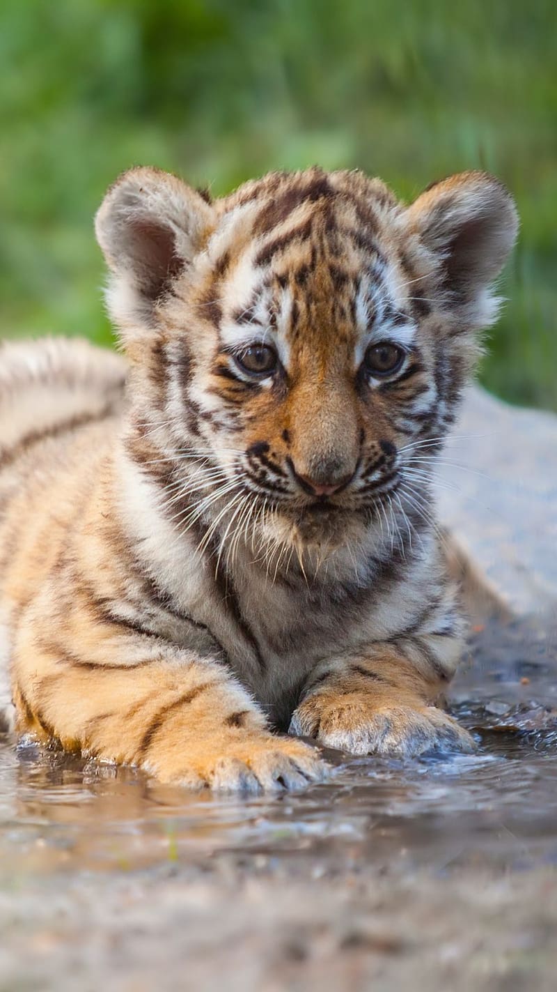 Cute Baby Tiger Charcole Tiger Cub Cute Baby Tiger Charcole Tiger Cub 