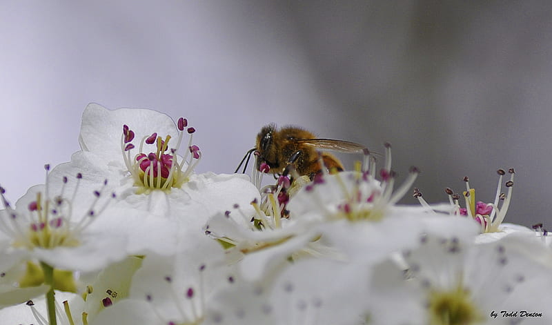 Busy Bee 26, Bee on flower, Flower, Honey Bee, Bee, Spring flowers, HD wallpaper