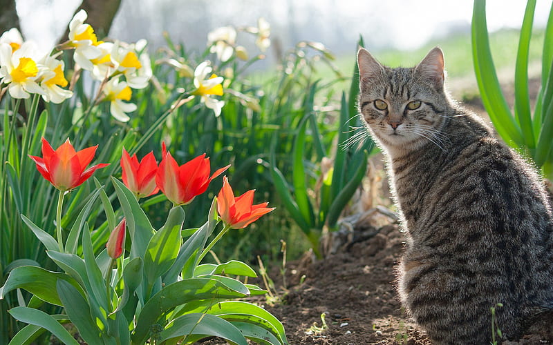 Cats, Cat, Flower, Narcissus, Pet, Spring, Tulip, HD wallpaper