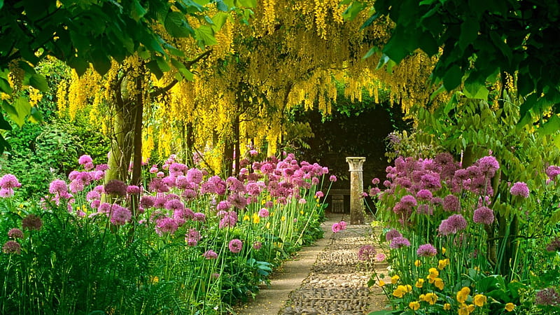 Flower Garden, family, inviting, onion, yellow, bulb, westeria, pink, HD wallpaper