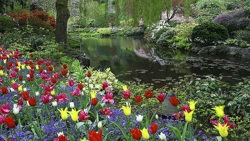 Tulips of all colours, Butchart Gardens, Vancouver, Tulips, Canada, Lake, British Columbia, HD wallpaper