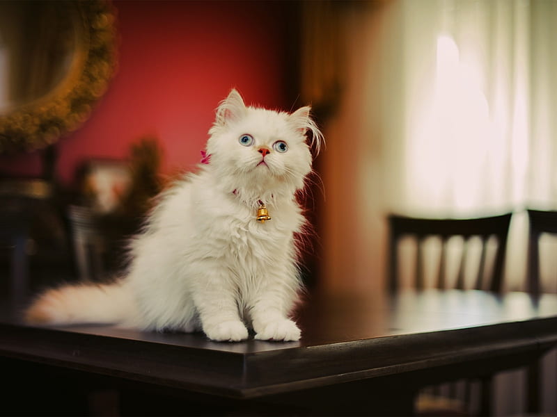 Cute Fluffy Kitten, table, fluffy, bell, white, cat, kitten, animal, HD wallpaper