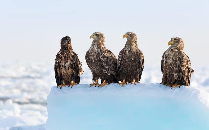 eagles, birds of prey, brown eagle, snow, winter, beautiful birds, HD wallpaper