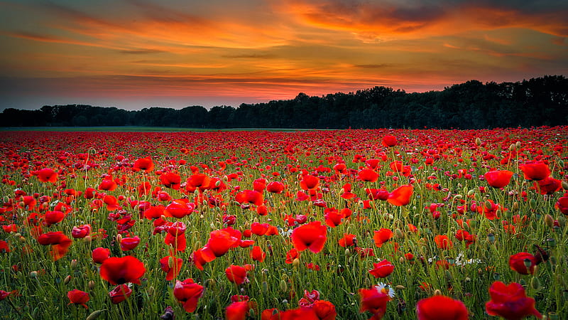 Red Common Poppy Flowers Field Green Grass Under Yellow White Clouds Blue Sky Flowers, HD wallpaper