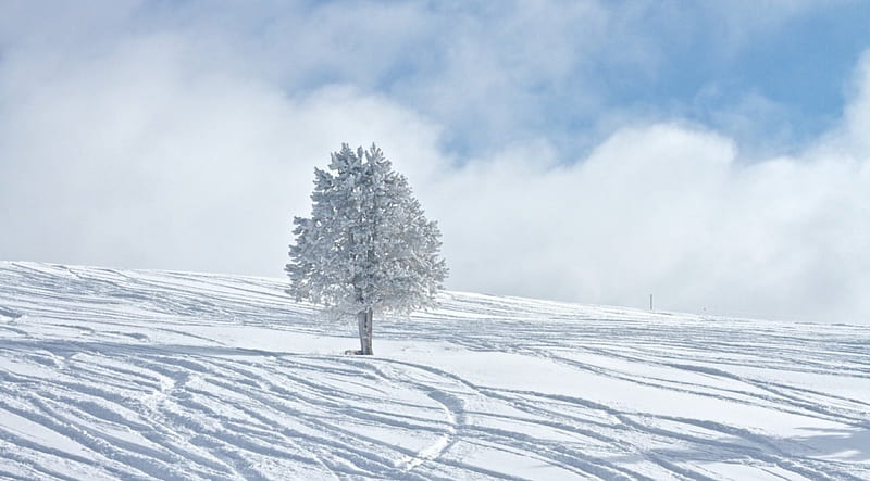 Lone Winter Tree