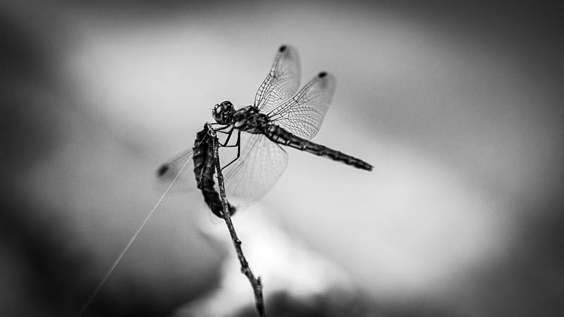 dragonfly, wings, insect, macro, black and white, HD wallpaper
