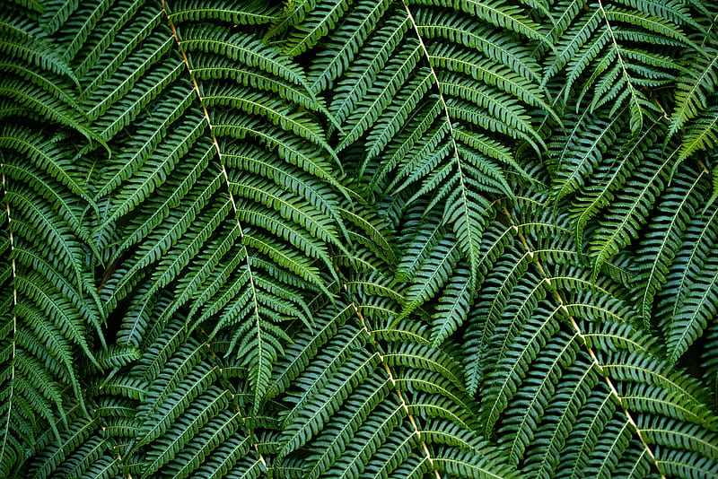 fern, leaves, branches, green, macro, bush, HD wallpaper