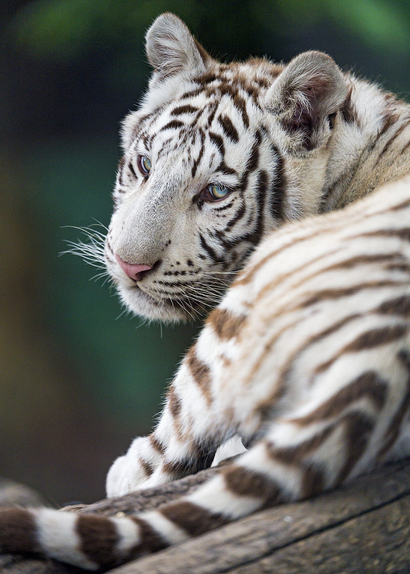 tiger, white, albino, predator, beast, HD phone wallpaper