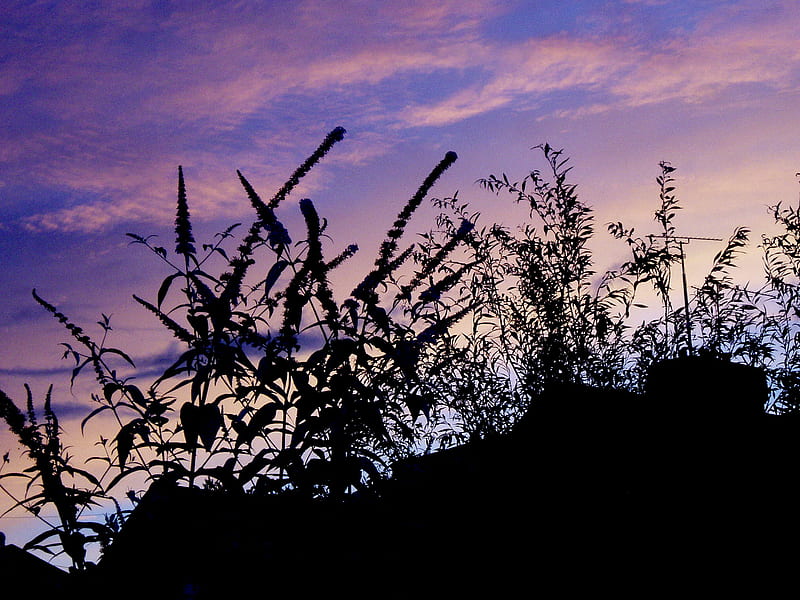 sunset at home., silhouettes, buddleia, sky, pink, HD wallpaper