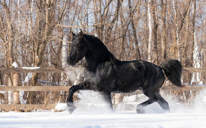 I'm king of the world, stallion, friesian, black, cavalo, caballo, horse, animals, HD wallpaper