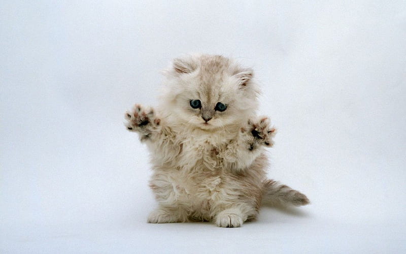 fluffy kitten, cute animals, cats, little kitty, HD wallpaper