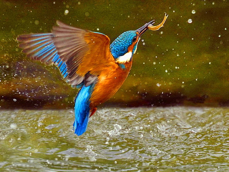 Kingfisher, catch, bird, fish, HD wallpaper