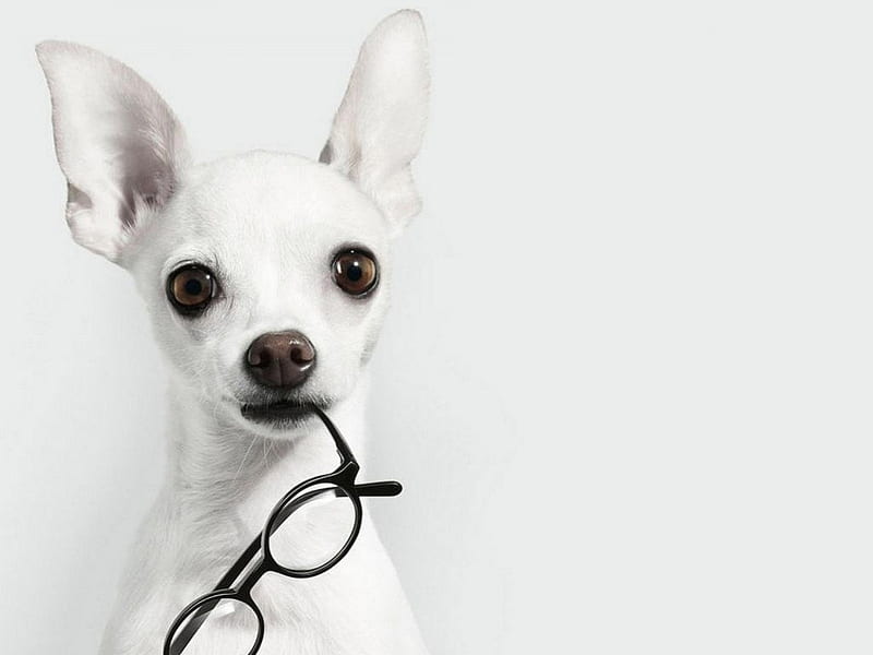 HD dog with glasses wallpapers | Peakpx